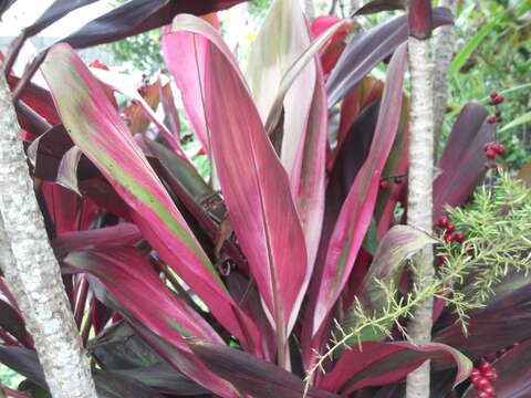 Imagem de Cordyline fruticosa (L.) A. Chev.