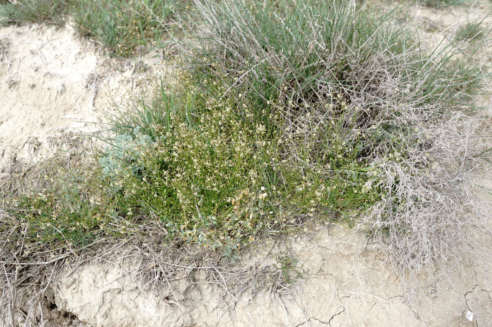 Imagem de Hornungia procumbens (L.) Hayek