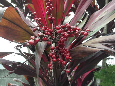 Imagem de Cordyline fruticosa (L.) A. Chev.