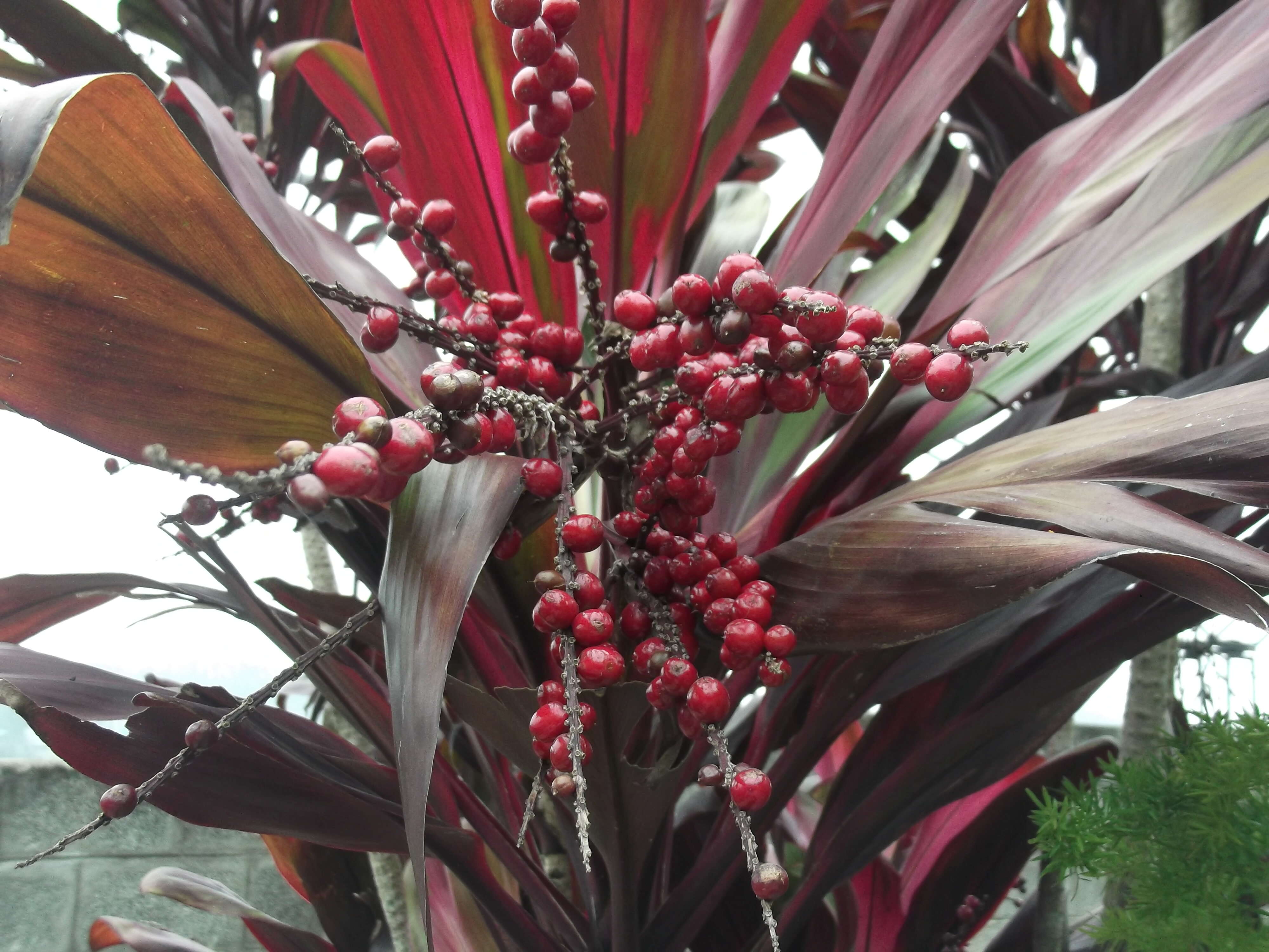 Imagem de Cordyline fruticosa (L.) A. Chev.