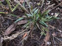 Image of Hemlock Rosette Grass