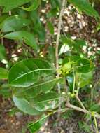 Gardenia rutenbergiana (Baill. ex Vatke) J.-F. Leroy的圖片