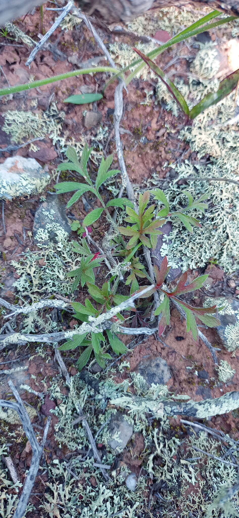 Image of Pelargonium fissifolium (Andr.) Pers.