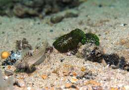 Image of Large polyp hard coral