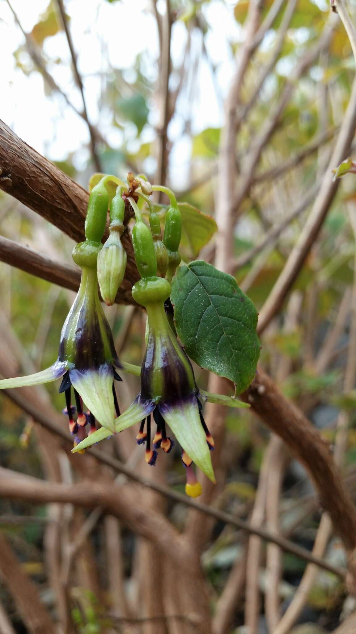 Image of Fuchsia colensoi Hook. fil.