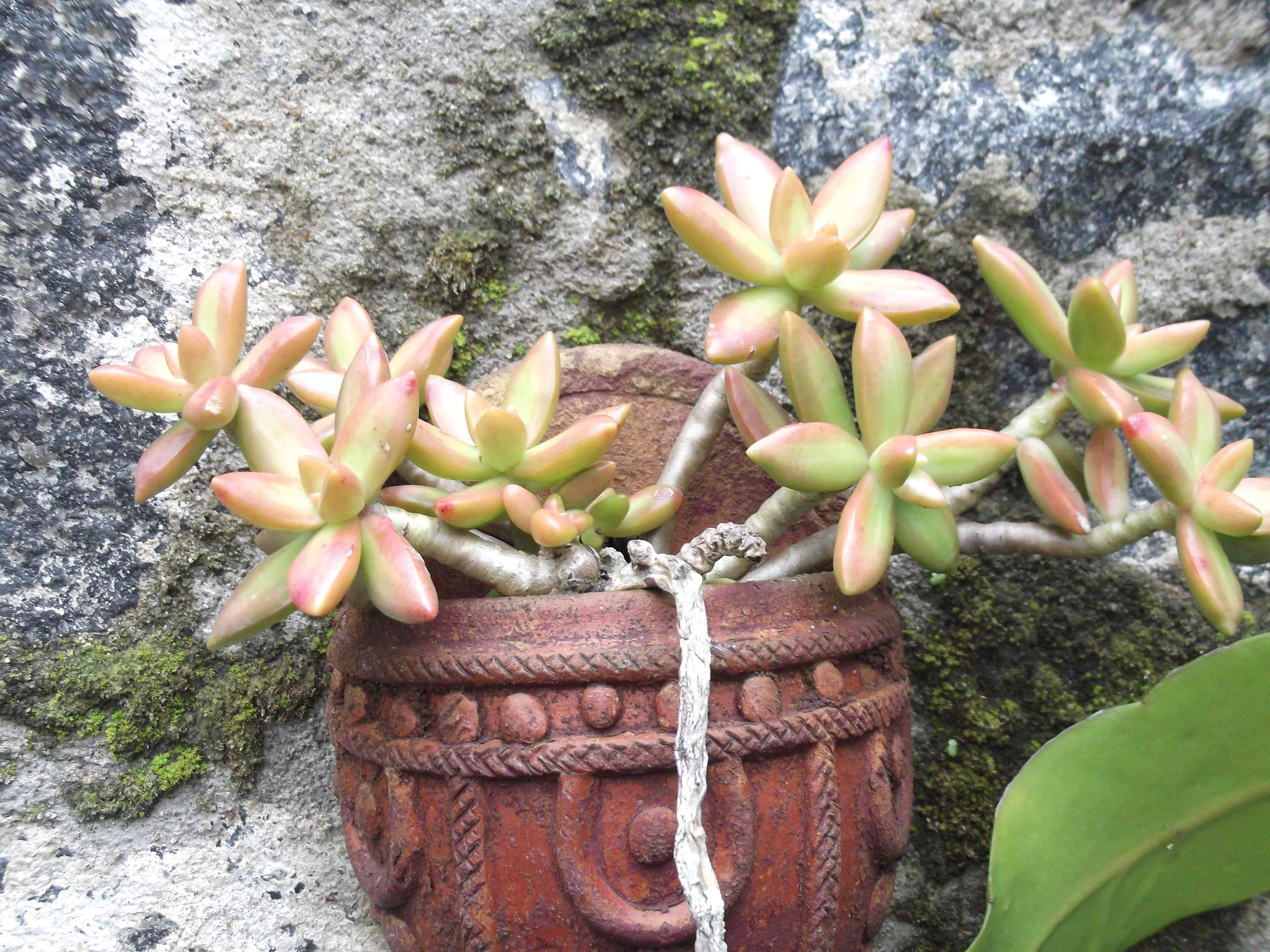 Image de Sedum nussbaumerianum Bitter