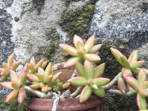 Image de Sedum nussbaumerianum Bitter