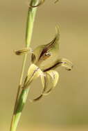 Imagem de Gladiolus recurvus L.