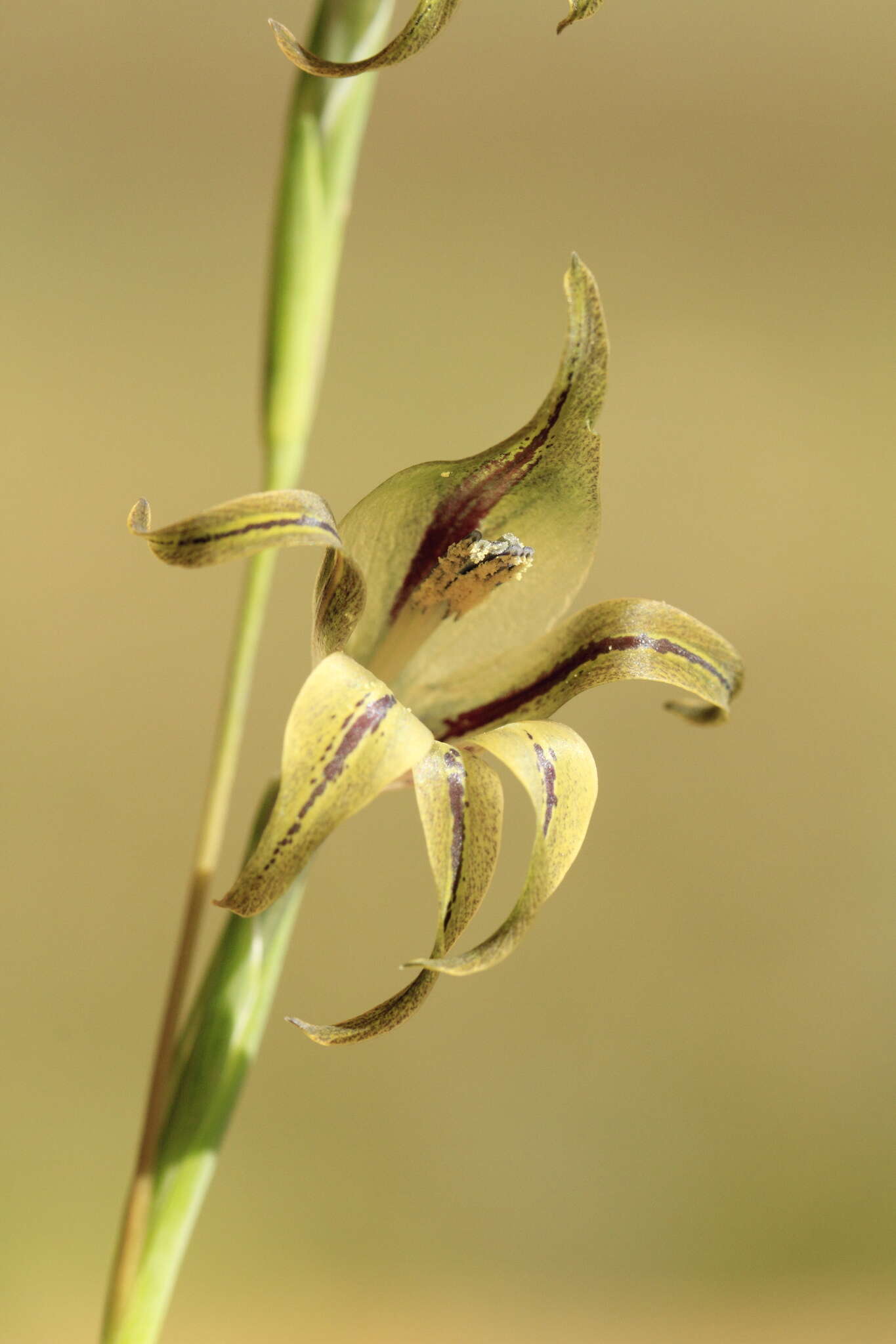 Imagem de Gladiolus recurvus L.