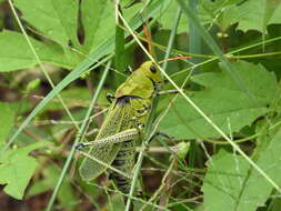 Image of Taeniopoda stali Bruner & L. 1907