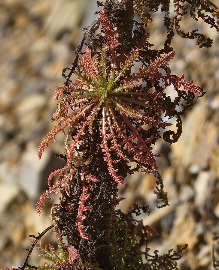 Image of Reseda paui E. Valdés-Bermejo & W. Kaercher