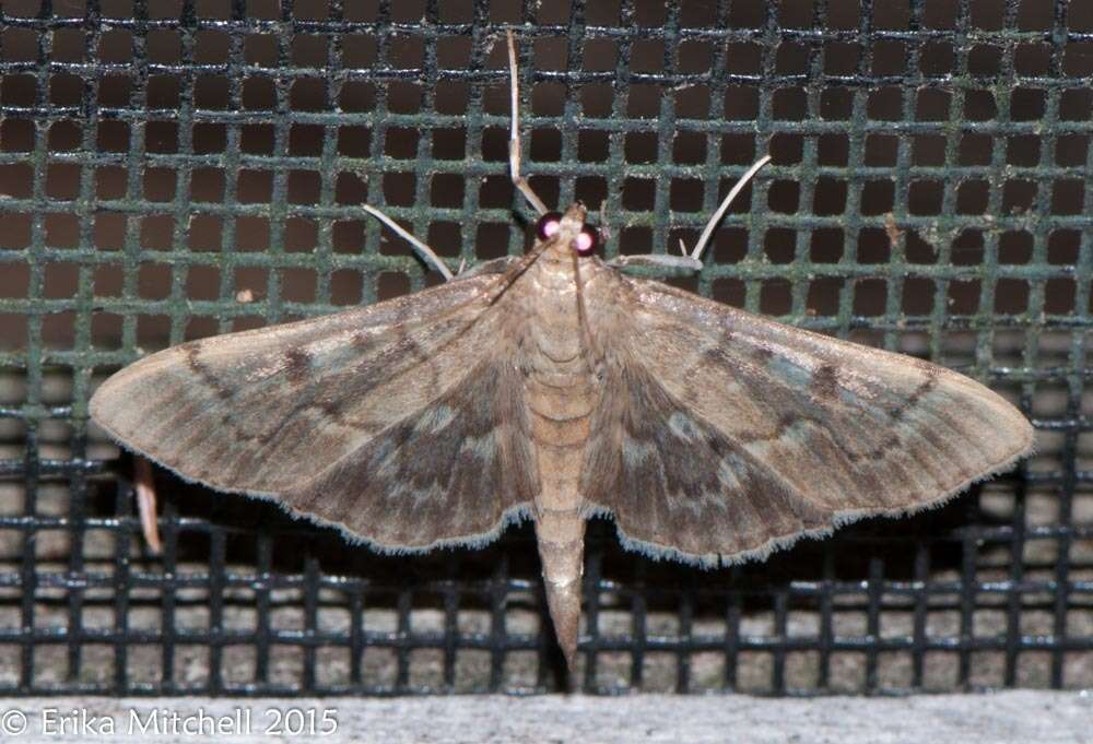 Image of Serpentine Webworm