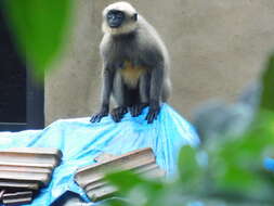 Image of Dussumier's Malabar Langur