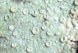 Image of Frosty saucer lichen