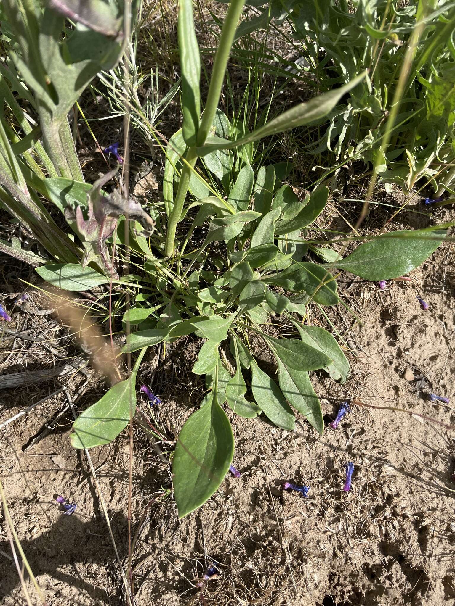 Image of sulphur penstemon