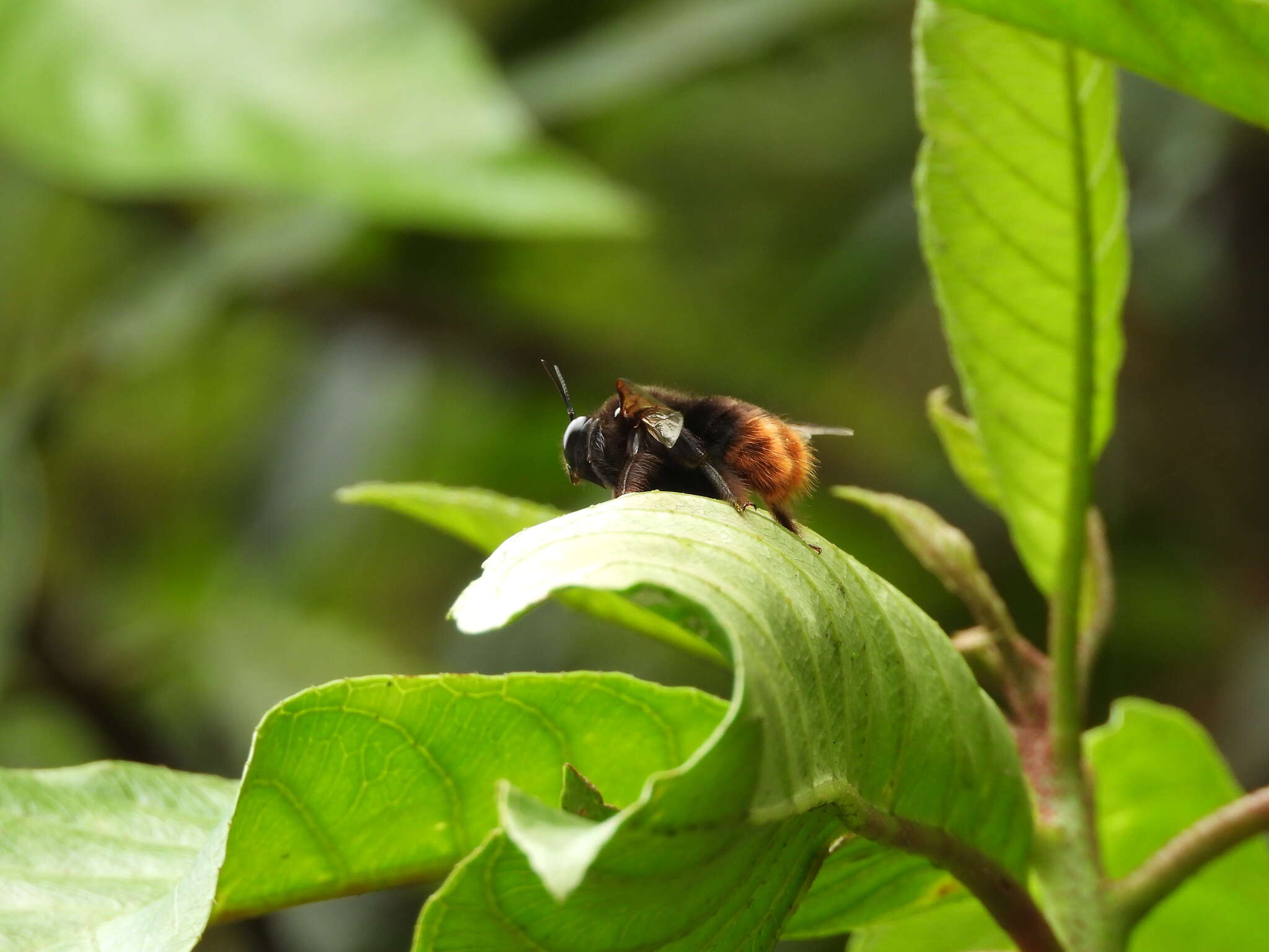 Plancia ëd Xylocopa bomboides Smith 1879