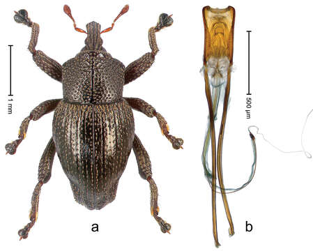 Image of Trigonopterus arjunensis Riedel 2014