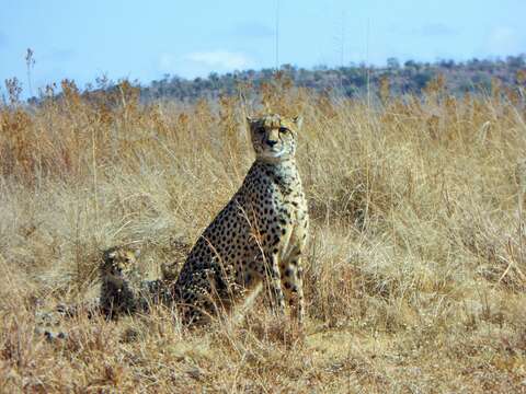 Image of Namibian cheetah