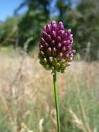 Allium scorodoprasum L.的圖片