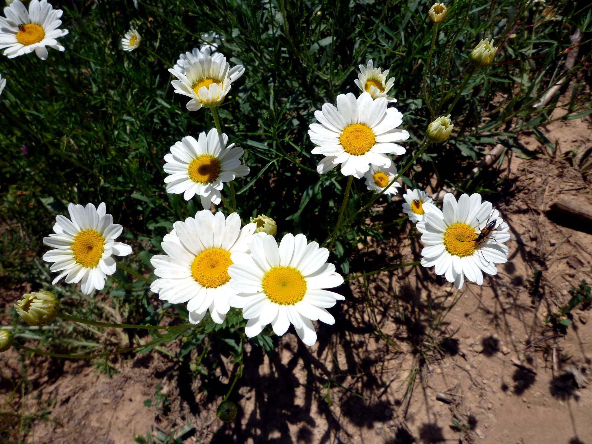 Image of Oxeye Daisy