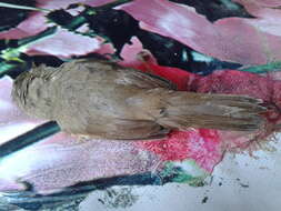 Image of Blyth's Reed Warbler
