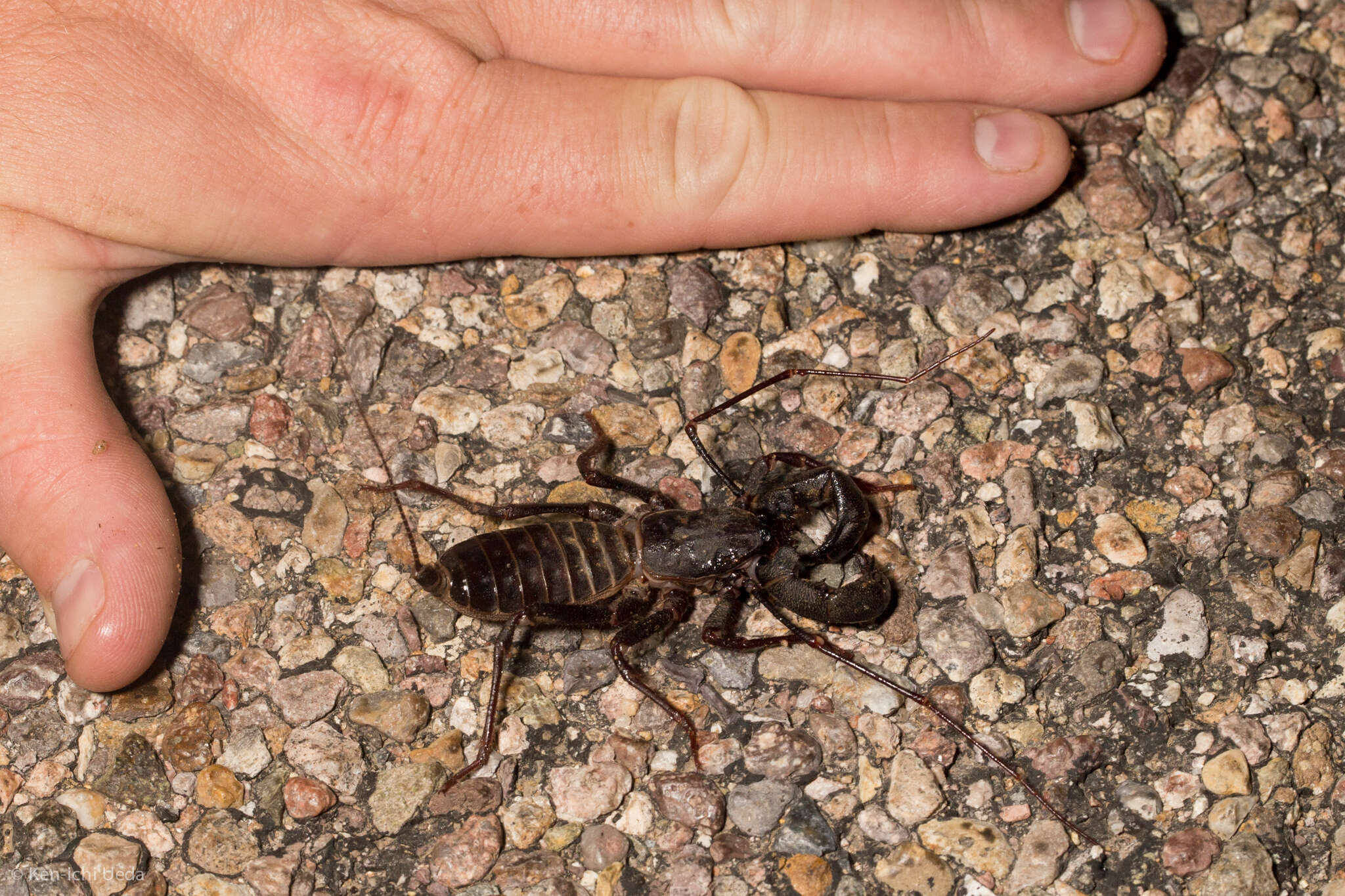 Image of Mastigoproctus tohono Barrales-Alcalá, Francke & Prendini 2018