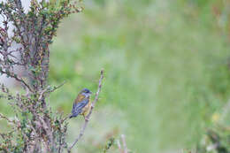 Image of Patagonian Sierra Finch