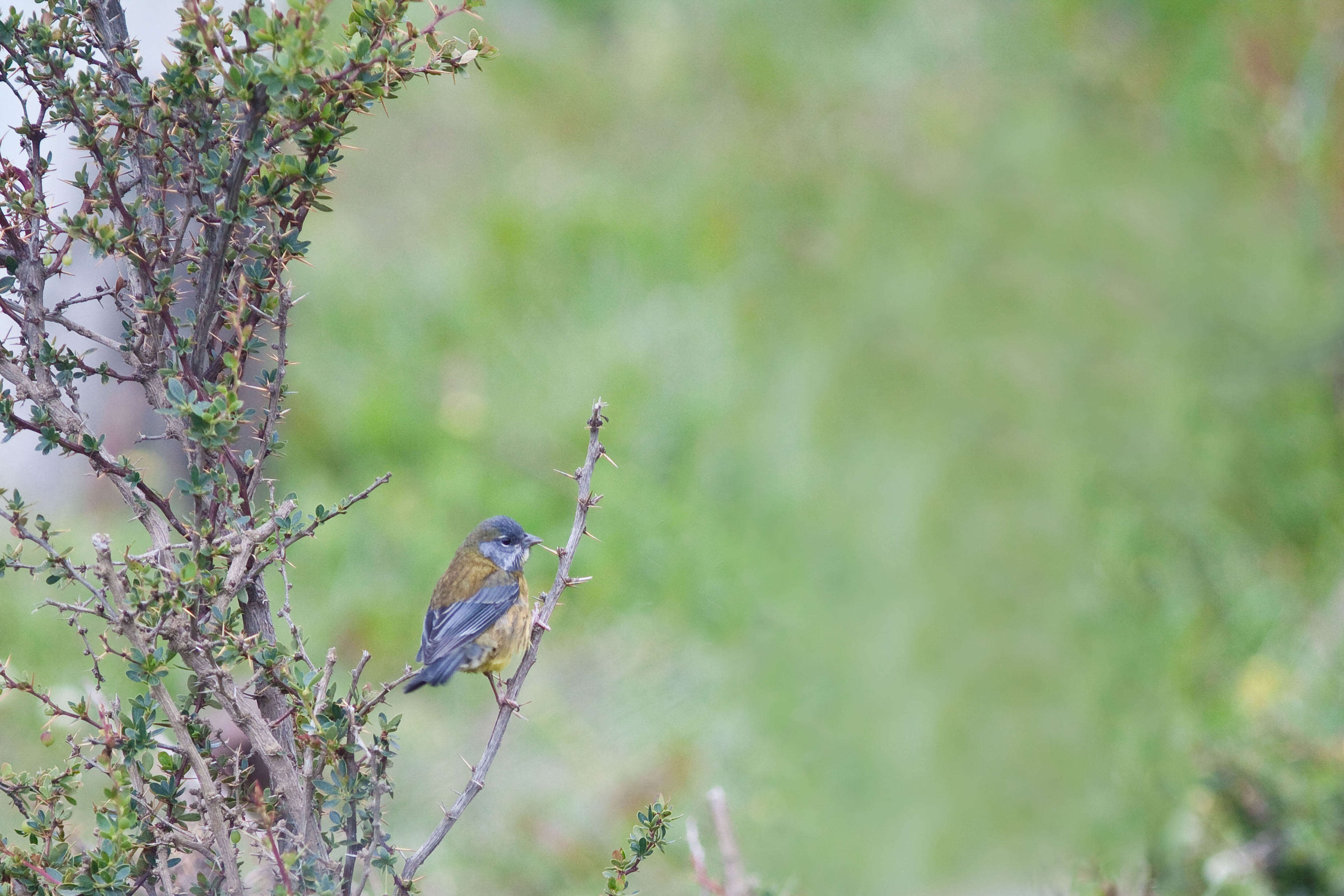 Image of Patagonian Sierra Finch