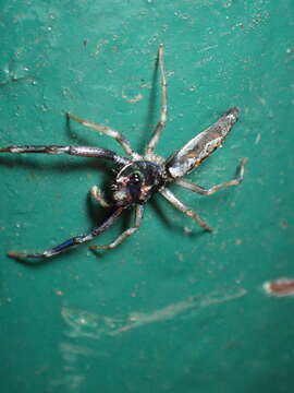 Image of Chrysilla acerosa Wang & Zhang 2012