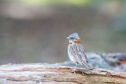 Image of Rufous-collared Sparrow