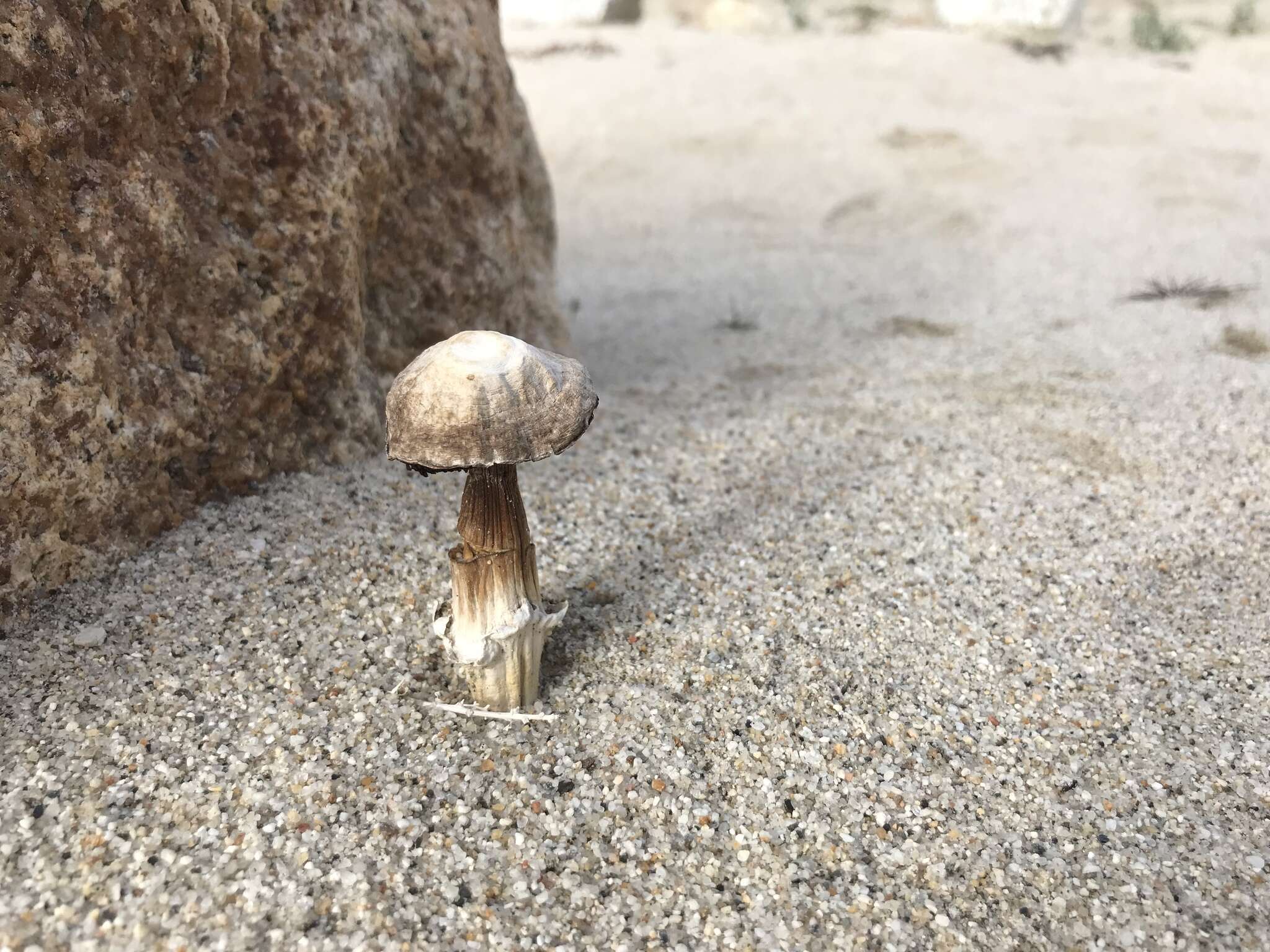 Слика од Agaricus aridicola Geml, Geiser & Royse ex Mateos, J. Morales, J. Muñoz, Rey & Tovar 2009