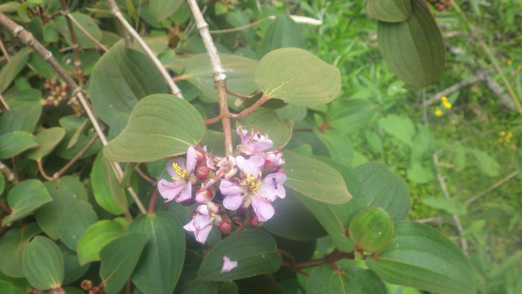 Image of Dionycha bojerii Naud.