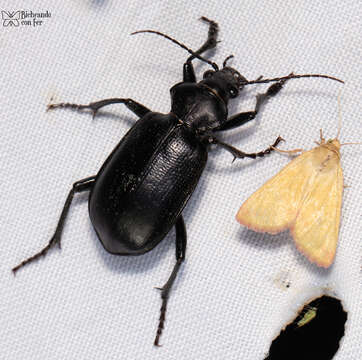 Image of Calosoma (Carabosoma) prominens Le Conte 1853