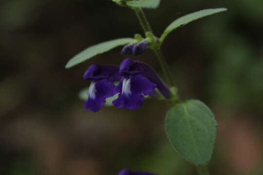 Sivun Scutellaria caerulea kuva