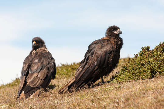 Image of Forster's Caracara