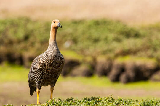 Image of magellan goose, upland goose