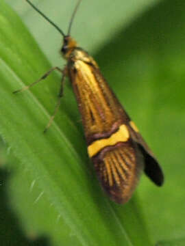 Imagem de Nemophora degeerella Linnaeus 1758