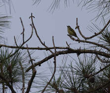 Image de Platyrhynque jaune-olive