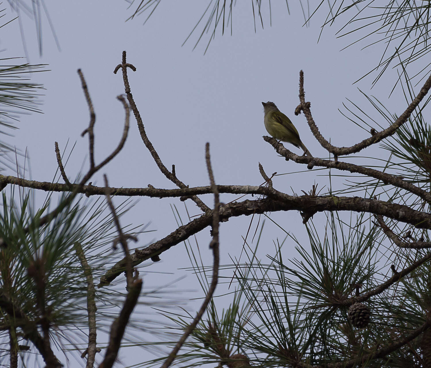 Image of Yellow-olive Flatbill