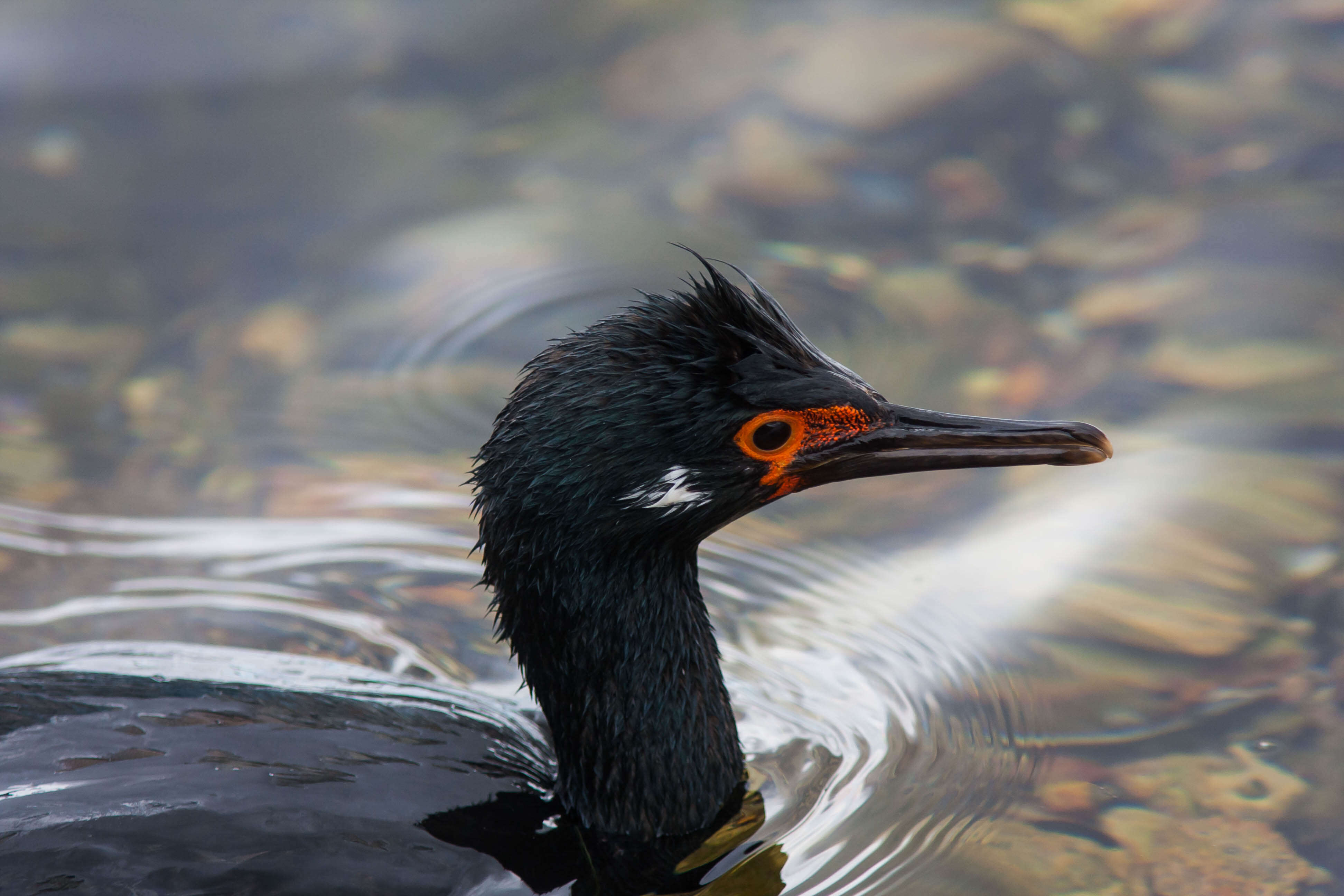 صورة Phalacrocorax magellanicus (Gmelin & JF 1789)