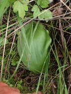 Image of Ojai fritillary