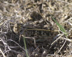 Image of Blue-legged Grasshopper