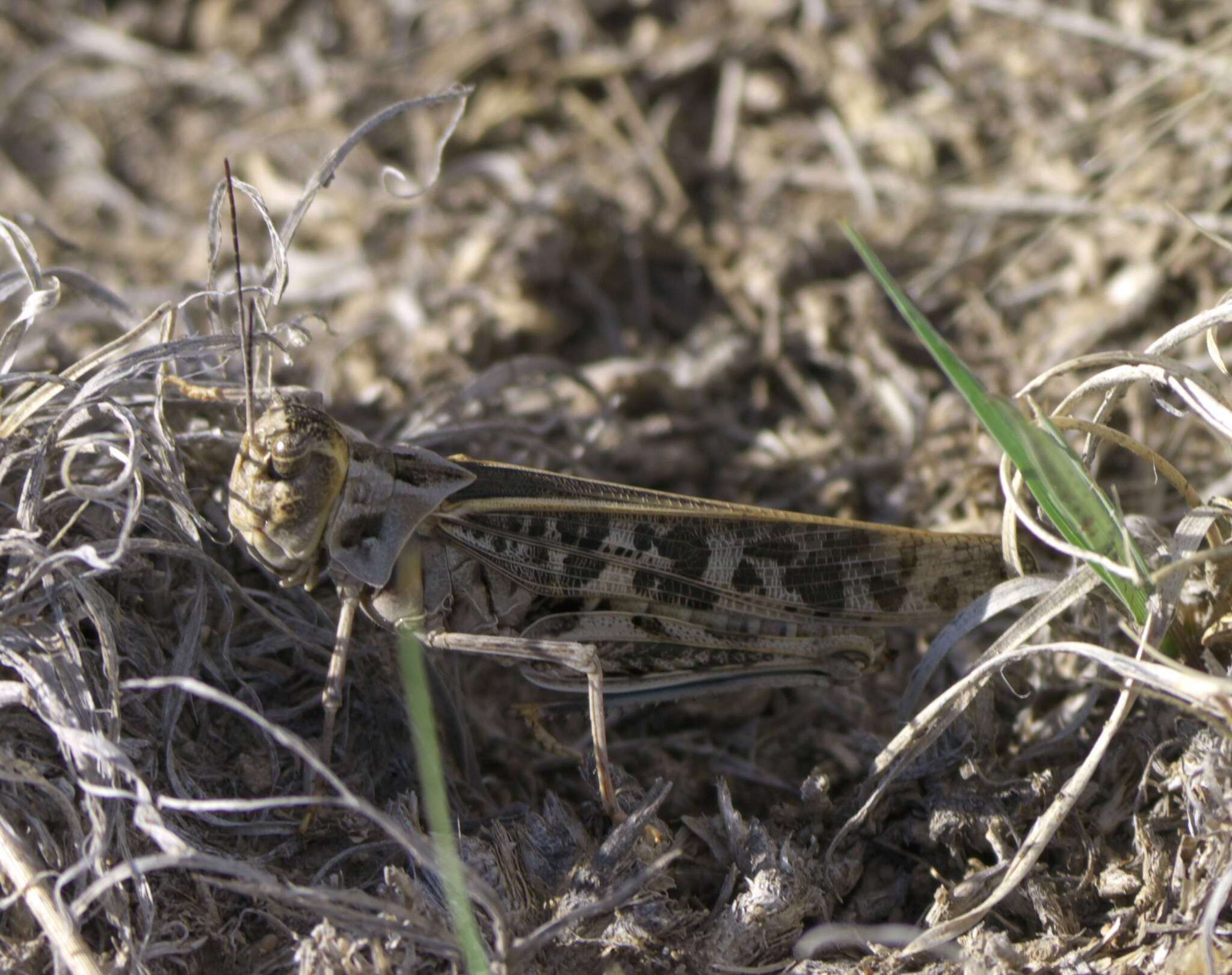 Image of Blue-legged Grasshopper