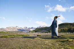 Image of King Penguin