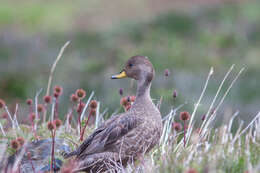 Image of Yellow-billed Pintail