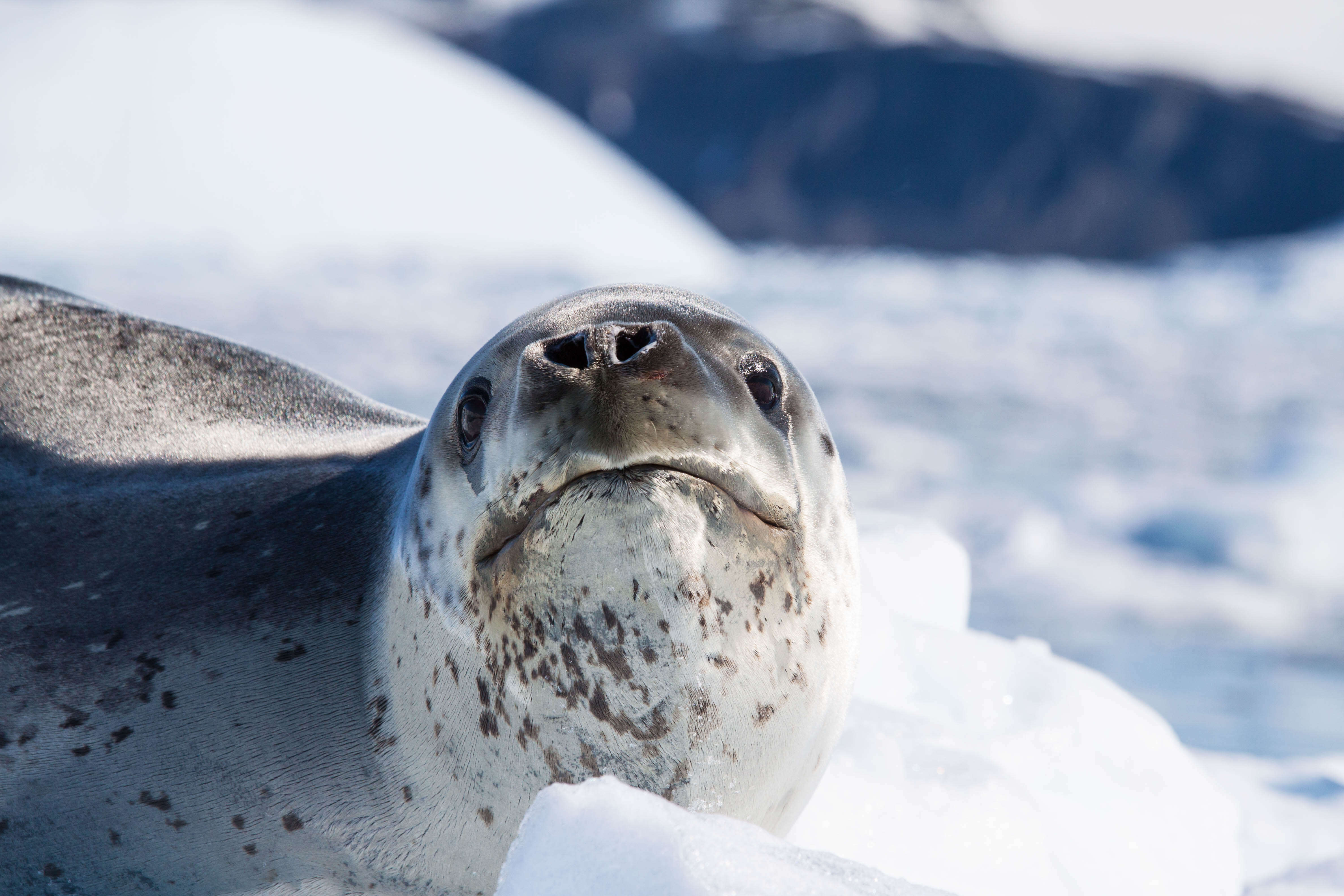 Image of leopard seal