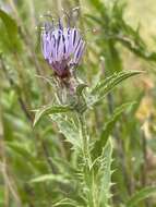 Carduncellus caeruleus (L.) C. Presl的圖片