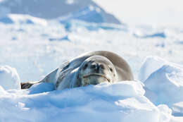 Image of leopard seal