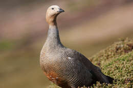 Image of Ruddy-headed Goose