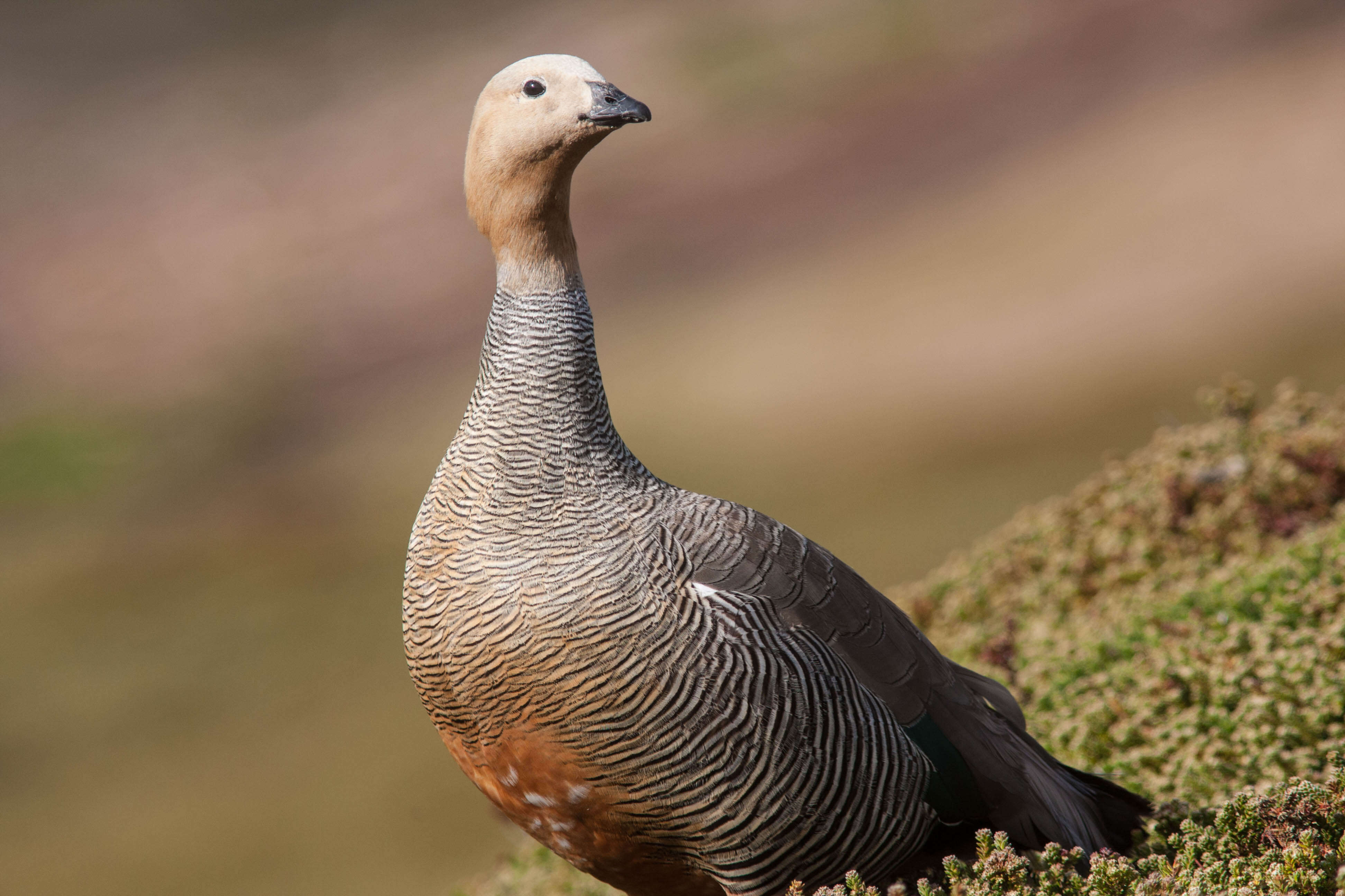 Image of Ruddy-headed Goose